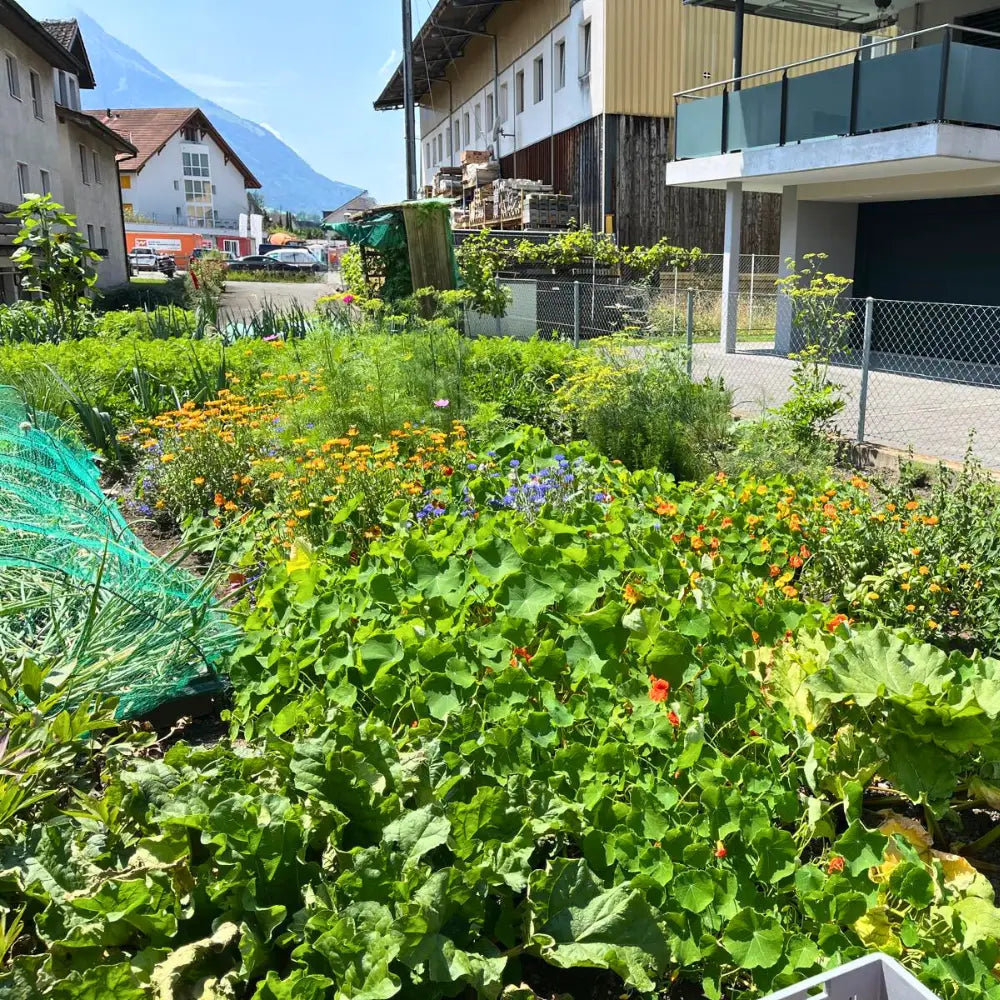 Aufblühender Garten im Sonnenlicht.