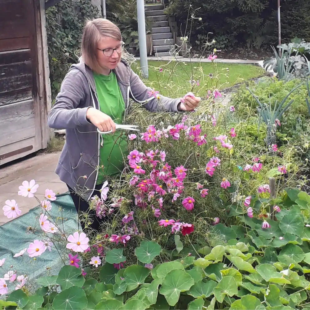 Mitarbeiterin die im Garten in Handarbeit rosa Blumen schneidet.