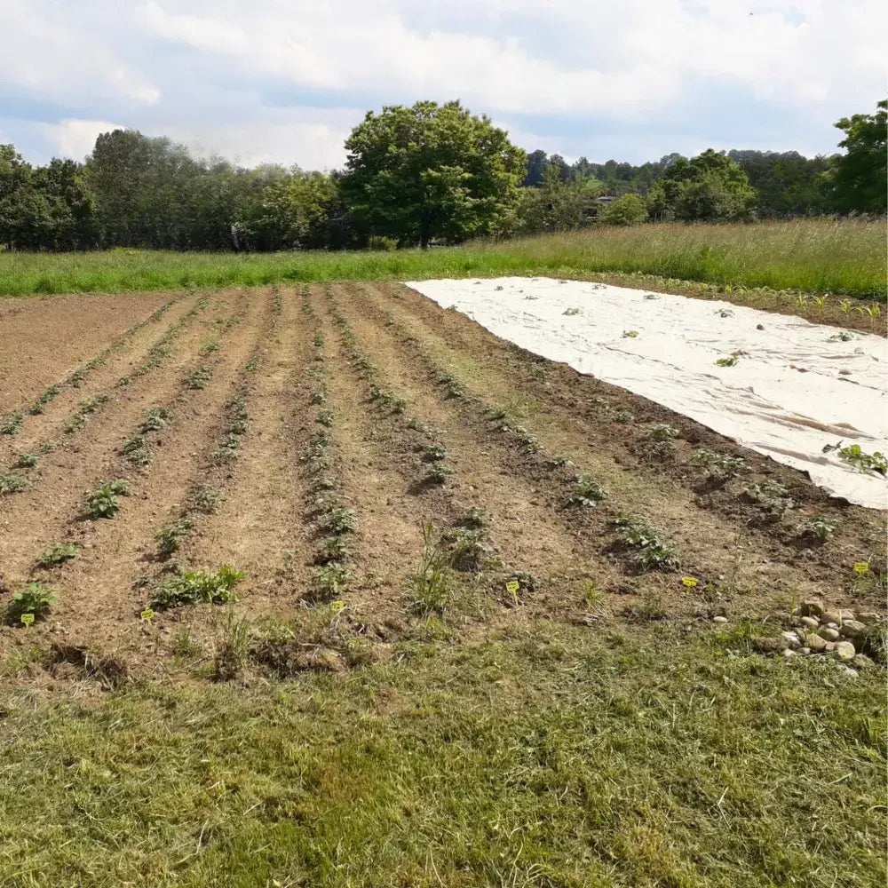 Fruchtbares Feld ist mit Kartoffeln und Kürbissen bestellt.